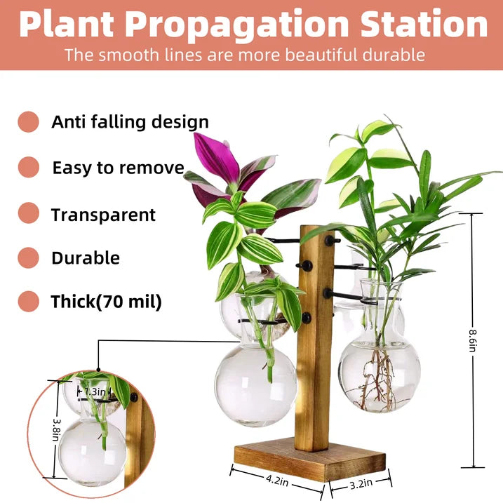 Plant Terrariums Kit Desktop Hydroponics Air Planter Holder with 4 Bulb Beaker Glass Vase and Solid Wood Stand for Home Office Decoration